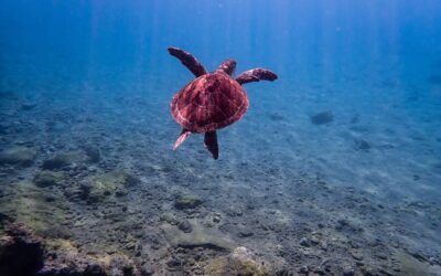 Морские черепахи Кипра